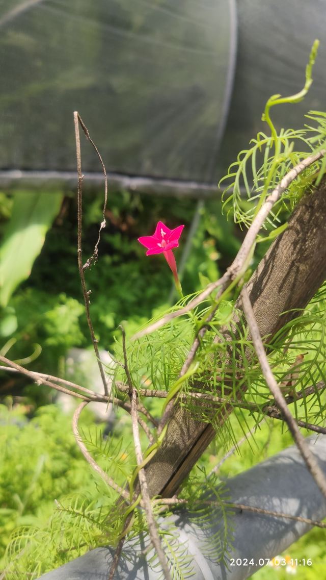 海南热带植物园旅行图片 1