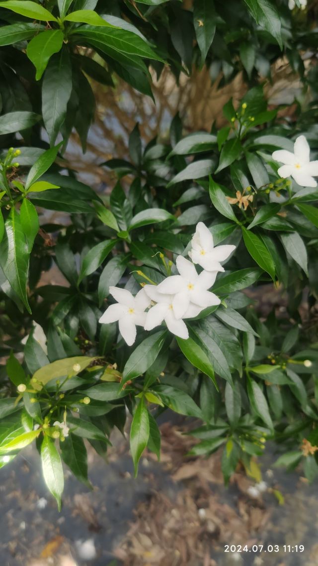 海南热带植物园旅行图片 2