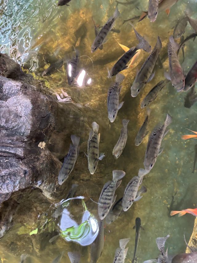 东方明珠公园旅行图片 5