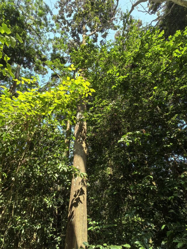 海南热带植物园旅行图片 8
