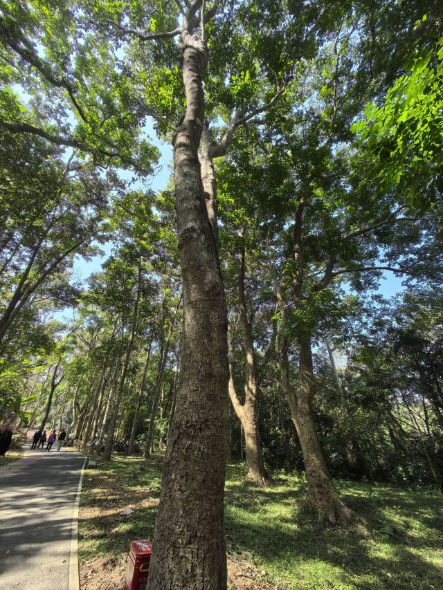 海南热带植物园旅行图片 7