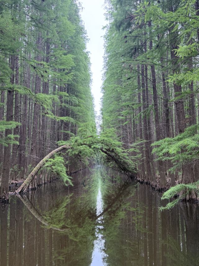 金湖水上森林景区旅行图片 1
