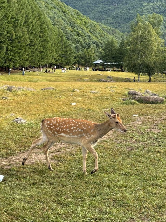 飞泷金山鹿苑旅行图片 1