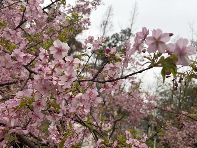 成都植物园旅行图片 1