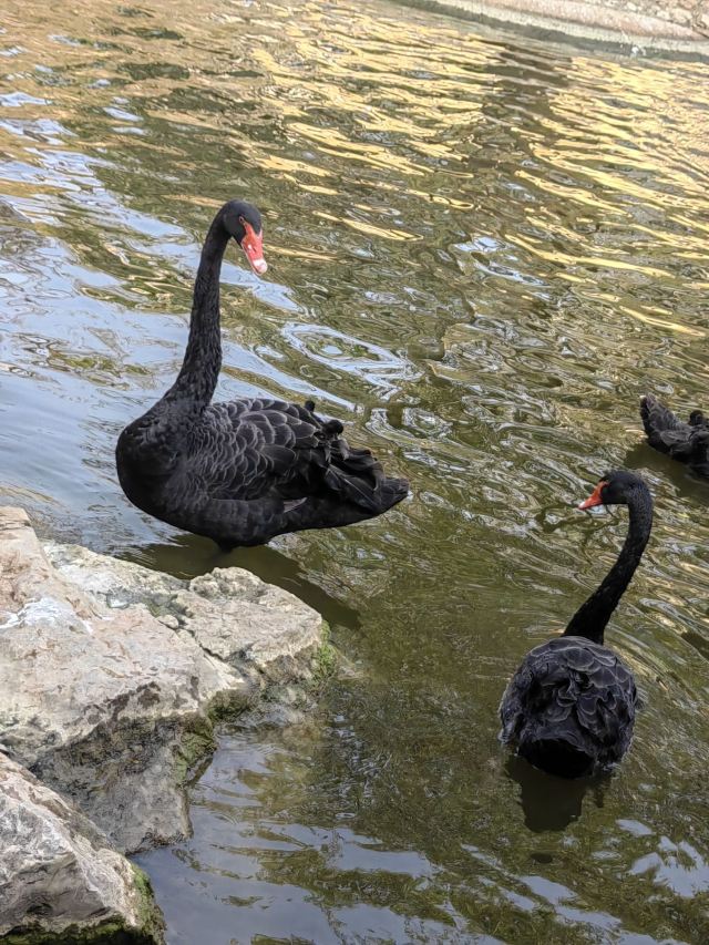 昆明动物园旅行图片 1