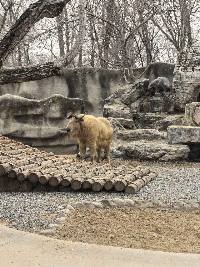 北京野生动物园旅行图片 1