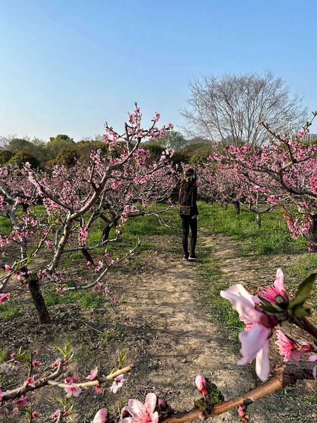 上海南汇桃花村旅行图片 8