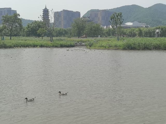 长兴太湖图影湿地文化园-观景塔旅行图片 2