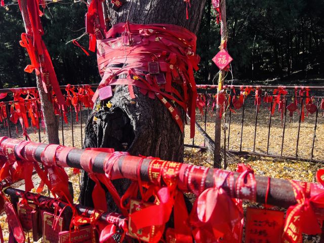灵岩寺景区旅行图片 5