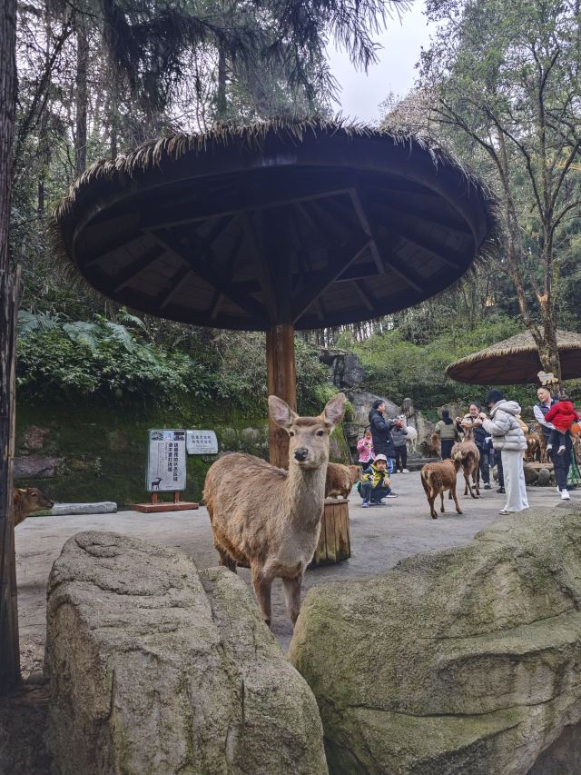 碧峰峡风景区旅行图片 4