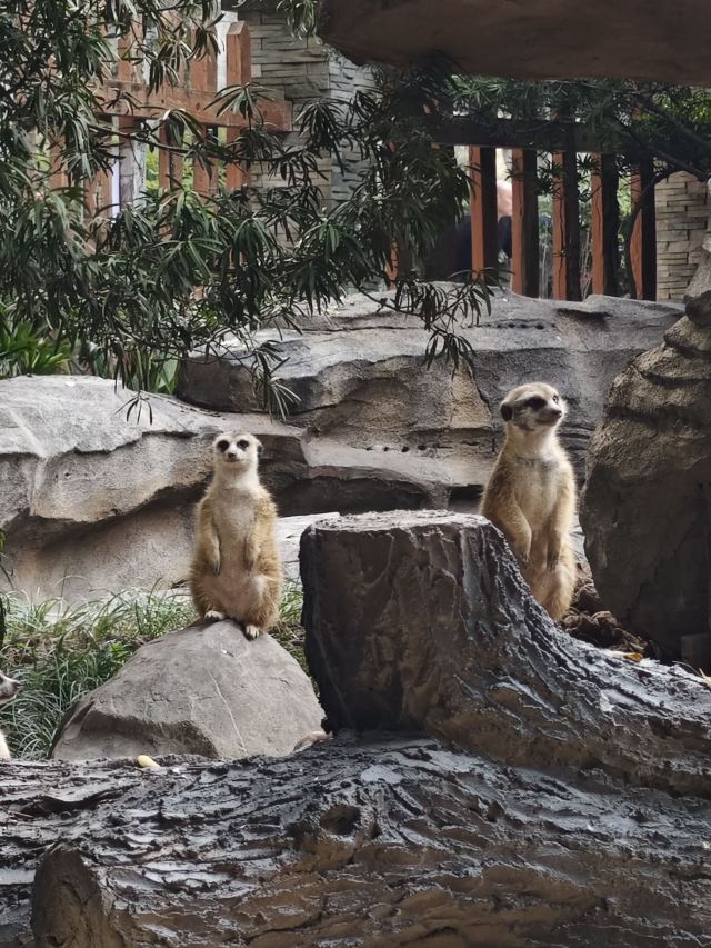 重庆动物园旅行图片 1