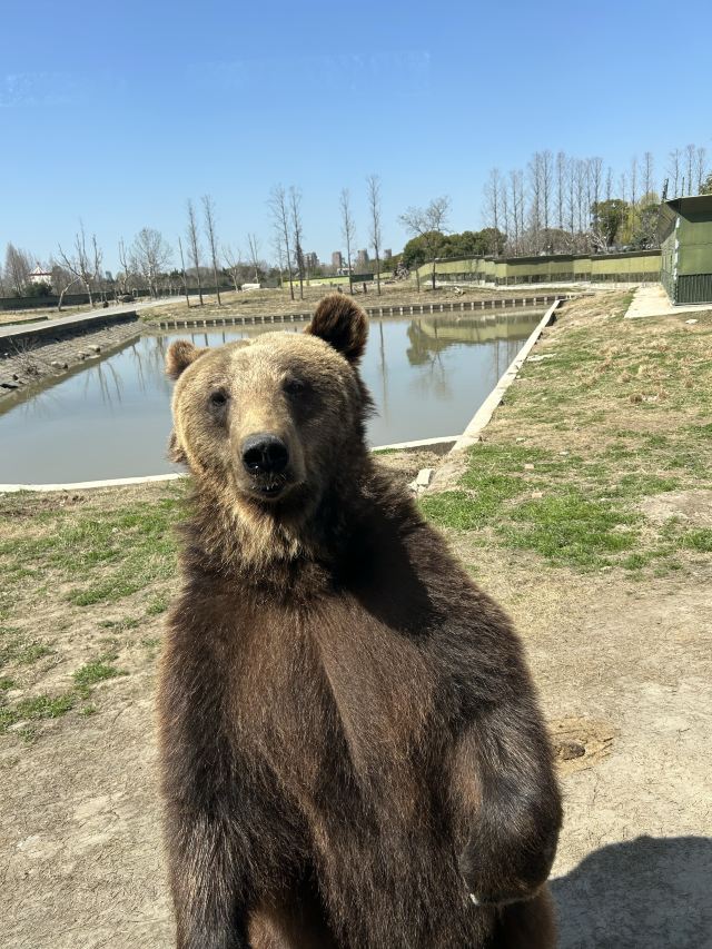 上海野生动物园旅行图片 3