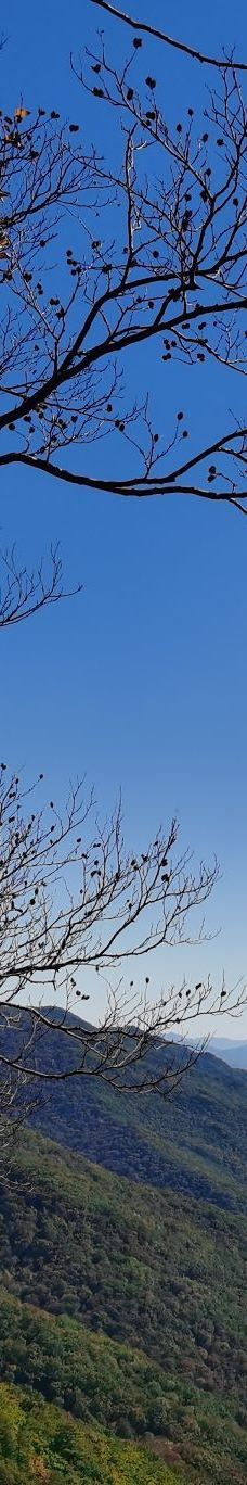 青山沟-宽甸-Milly