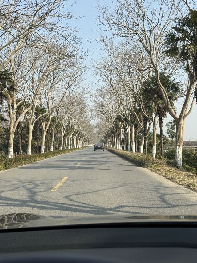 上海东滩湿地公园旅行图片 1