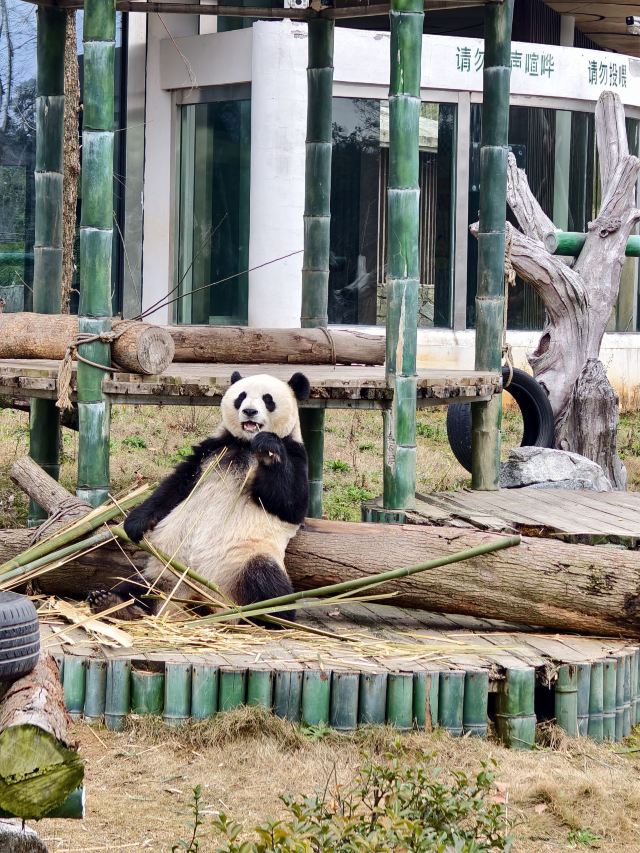 岳阳中华大熊猫苑旅行图片 3