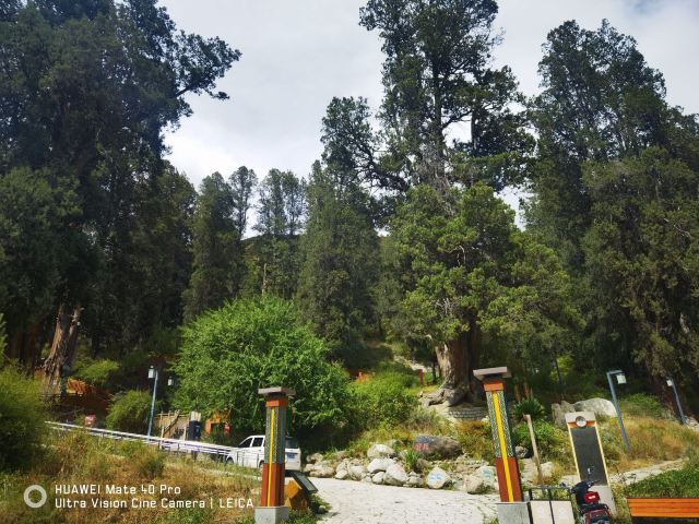 世界柏树王园林风景区旅行图片 1