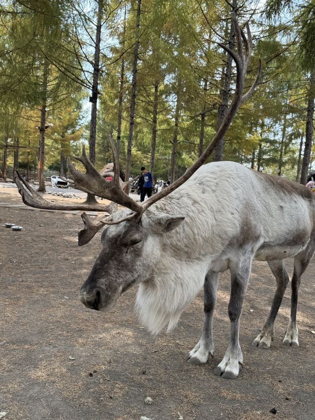 长白山雪绒花驯鹿园旅行图片 1