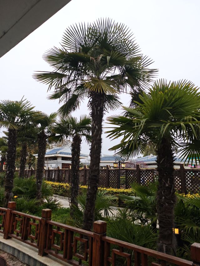 花都国际温泉度假小镇旅行图片 2