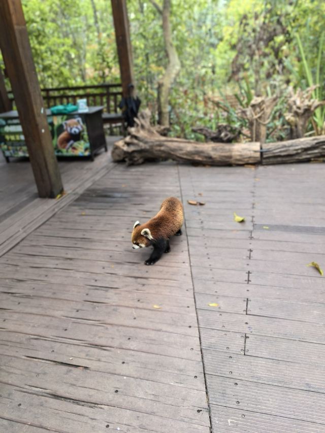 普洱太阳河森林公园旅行图片 2