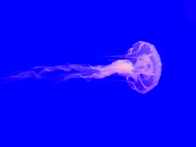 上海海洋水族馆旅行图片 1