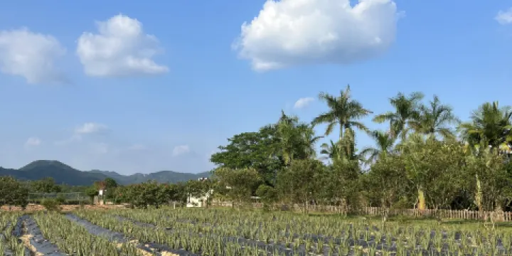 璦露德瑪蘆薈莊園