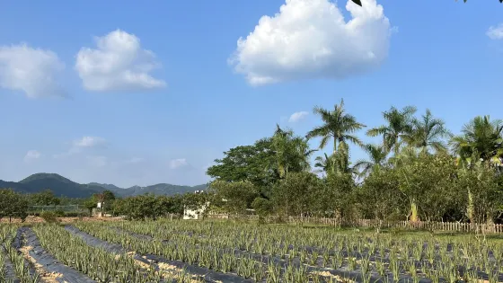 璦露德瑪蘆薈莊園