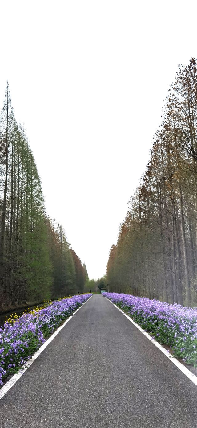金湖水上森林景区旅行图片 1