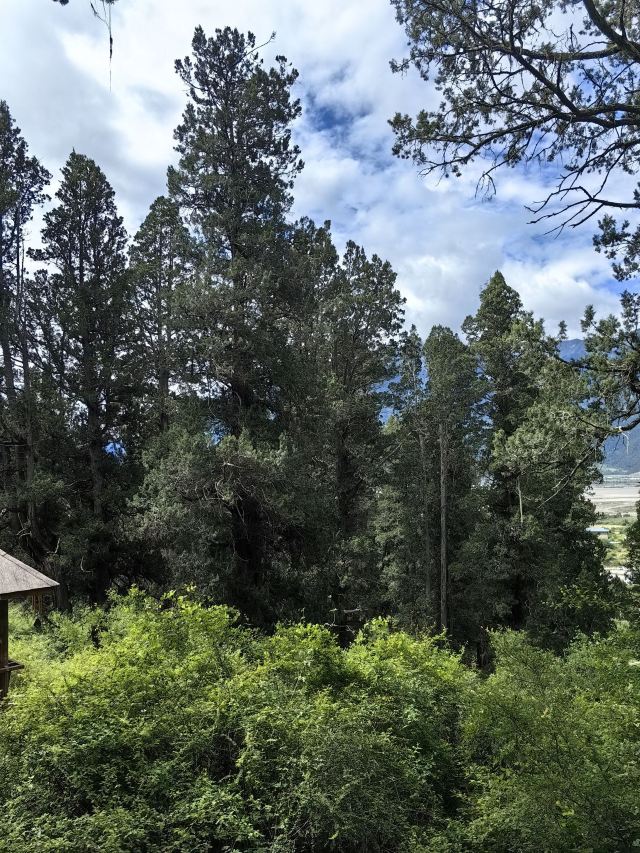世界柏树王园林风景区旅行图片 2