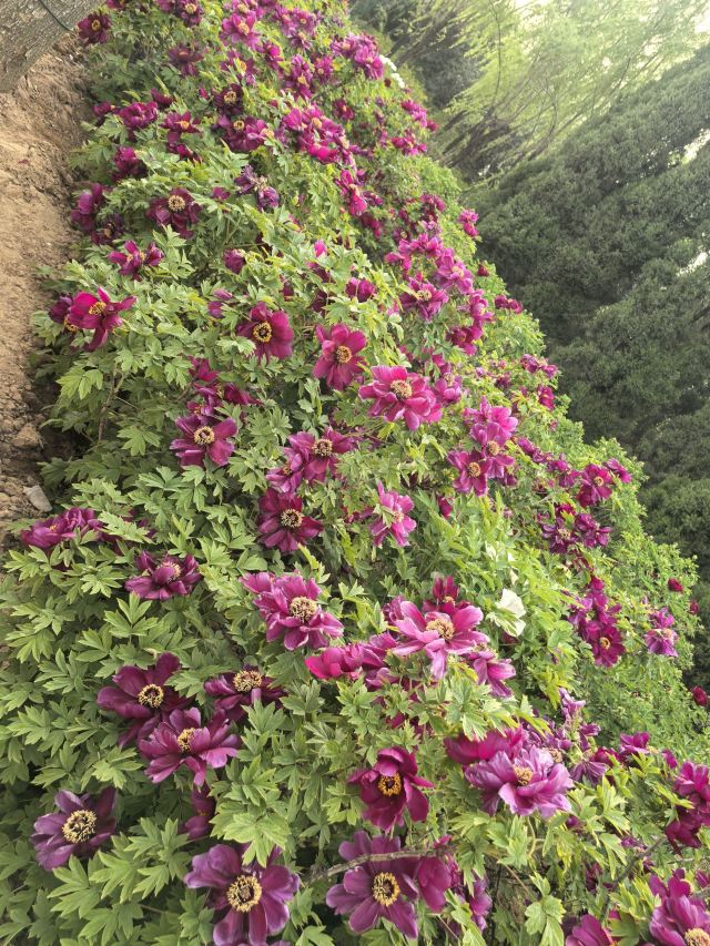 中国国花园旅行图片 2