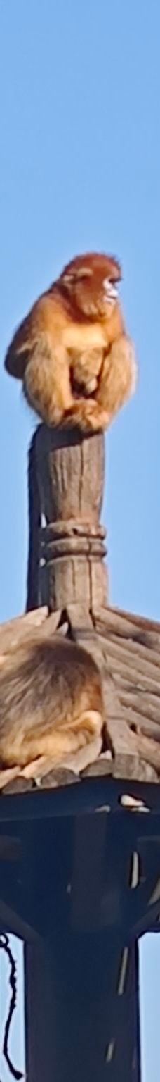 秦岭四宝科学公园-周至-皮卡丘dudu