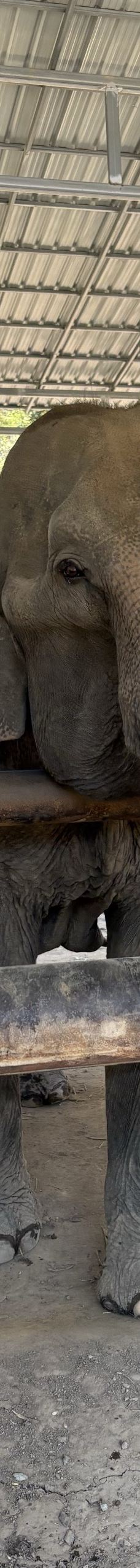 清迈大象丛林保护区-清迈-akira