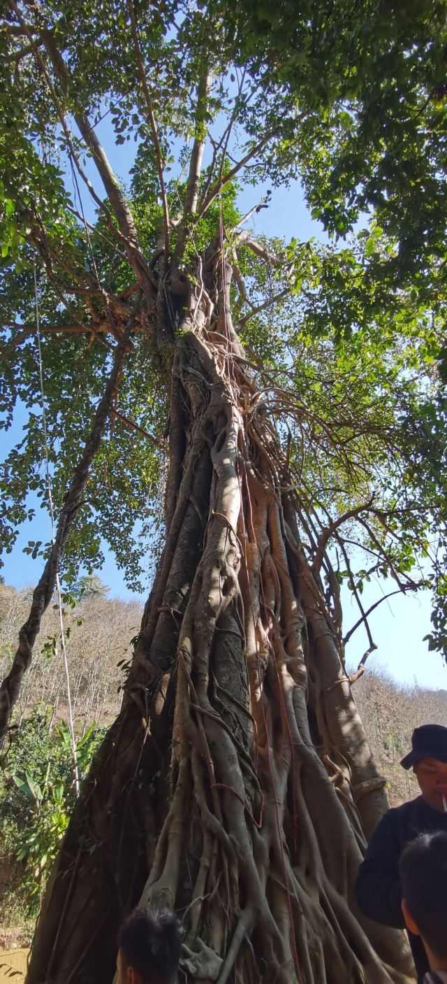 基诺山寨景区旅行图片 2