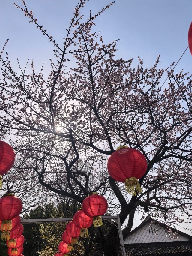 蠡园旅行图片 4