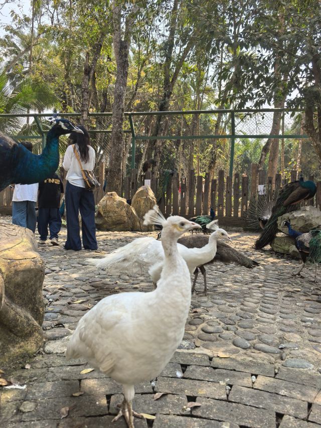 西双版纳傣族园旅行图片 6
