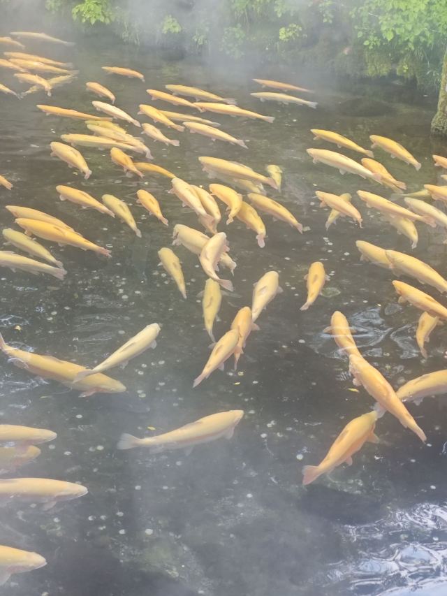 小市一庄旅行图片 1
