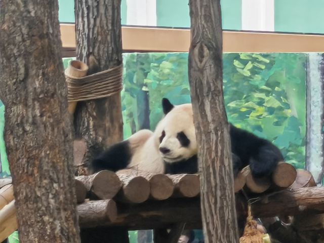 太阳岛大熊猫馆旅行图片 3