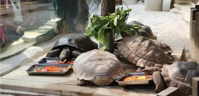 大连森林动物园旅行图片 3