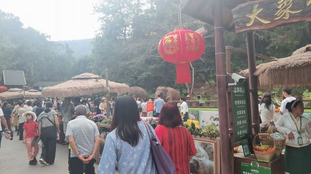 野象谷景区旅行图片 1