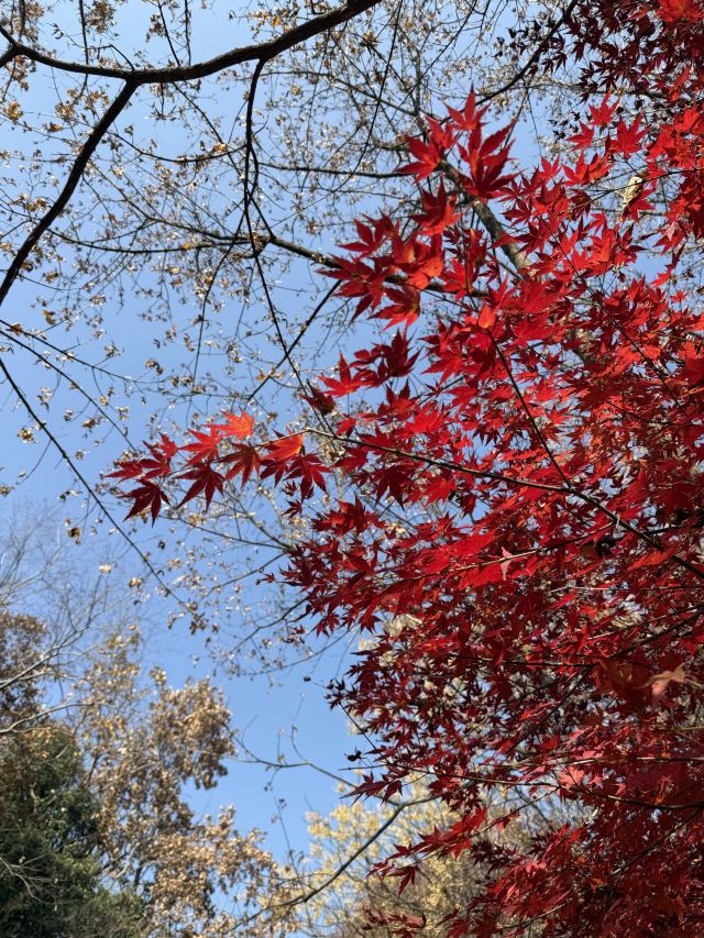 栖霞山风景名胜区旅行图片 3