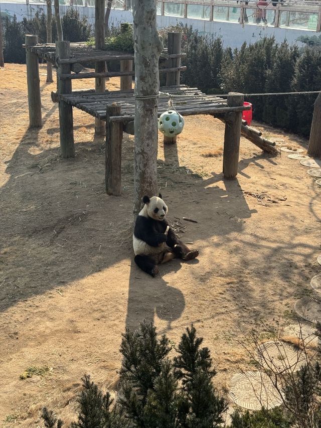西霞口神雕山野生动物世界奇遇乐园旅行图片 3