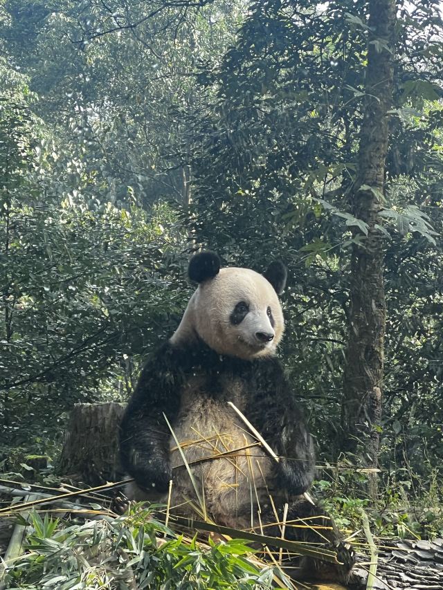 碧峰峡风景区旅行图片 1
