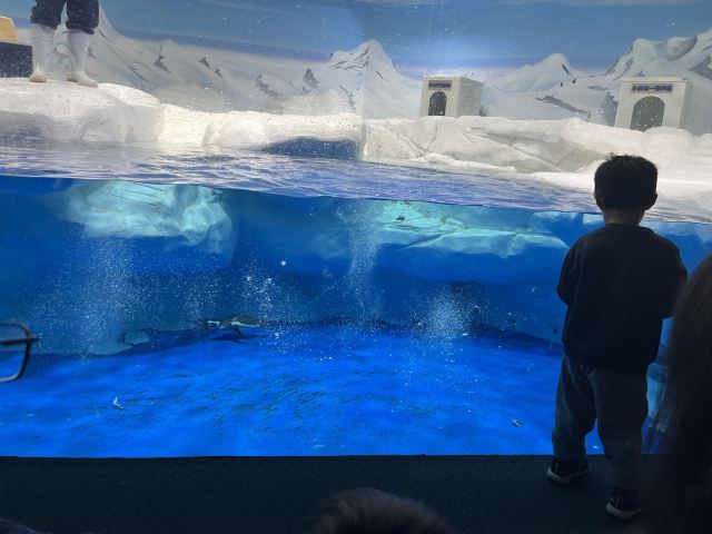 上海海洋水族馆旅行图片 3