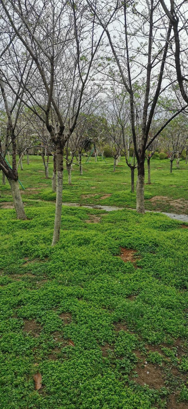 南溪山公园旅行图片 1