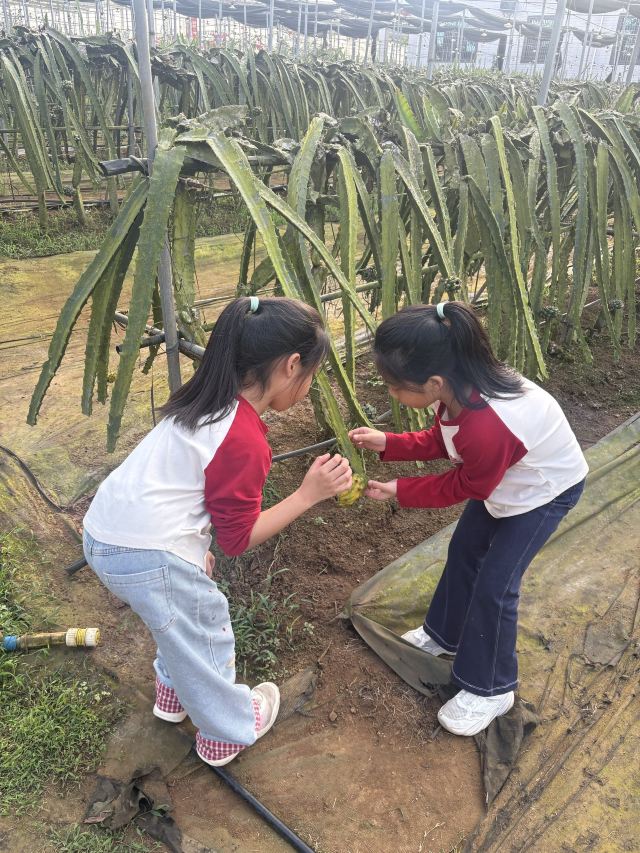 世界热带水果之窗(海南盛大共享农庄)旅行图片 2