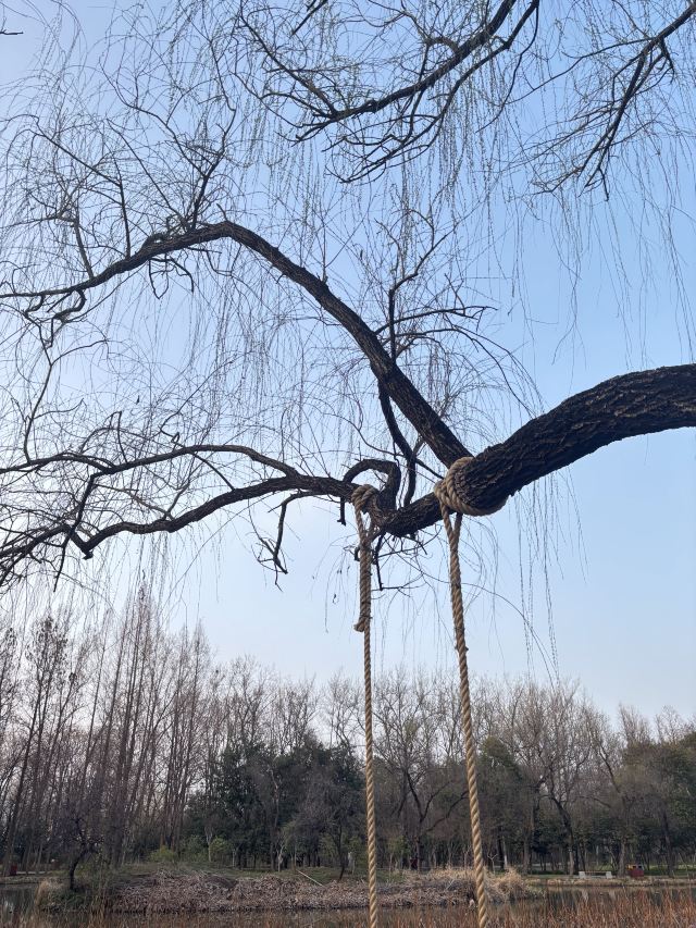 隋唐城遗址植物园旅行图片 1