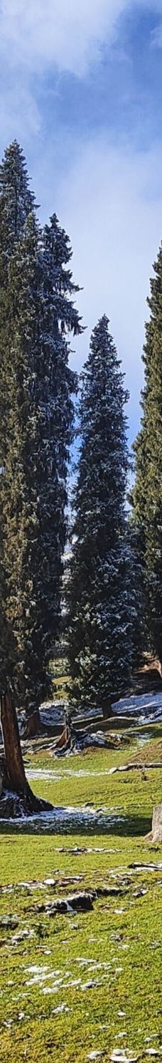 库尔德宁景区-巩留-YoYo_1H9A2F1D