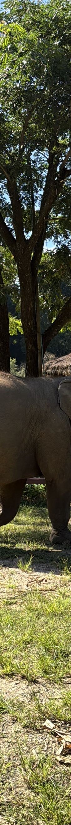 清迈大象丛林保护区-清迈-想飞的猪83-14