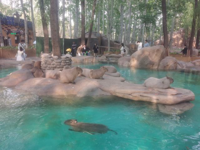 北京野生动物园旅行图片 7