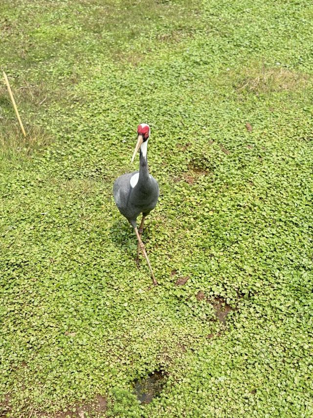 普洱太阳河森林公园旅行图片 1