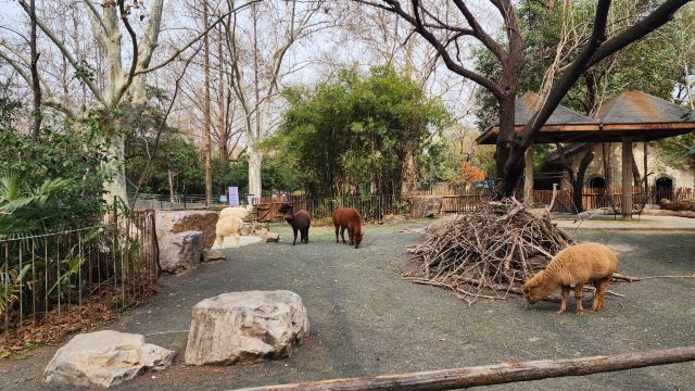 上海动物园旅行图片 5